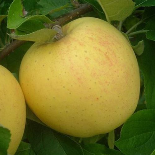 Apple Golden Hawaii - Pb12