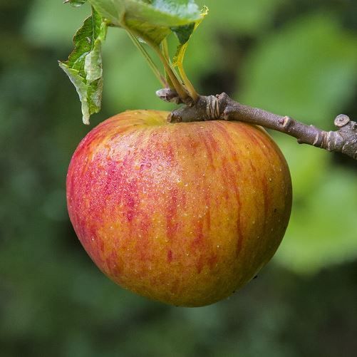 Apple Ribston Pippin - Pb12