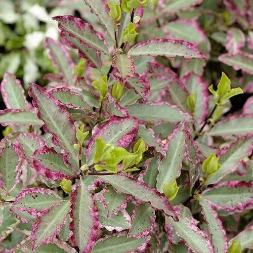 Pittosporum Elizabeth, Kohuhu - 2.5Ltr/3.3Ltr