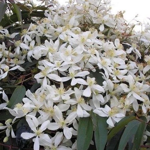 Clematis armandii Snowdrift - 3.5Ltr