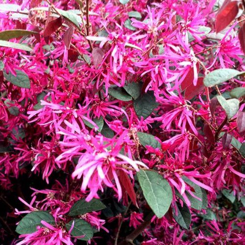 Loropetalum Firedance - Pb5 (20/30)