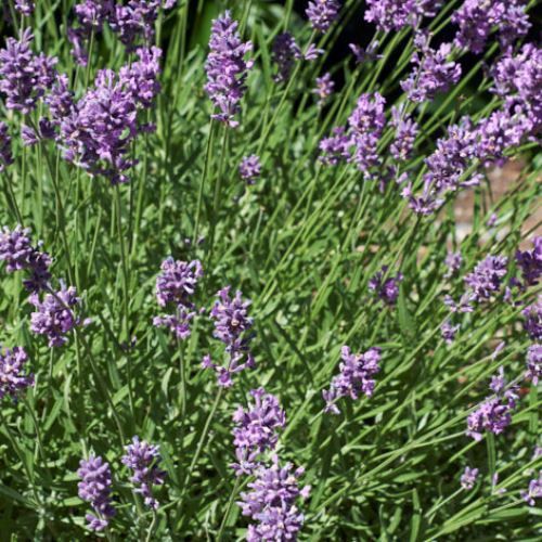Lavandula angustifolia Pacific Blue
