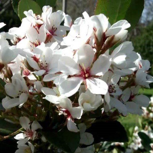 Rhaphiolepis Cosmic White, Indian Hawthorn