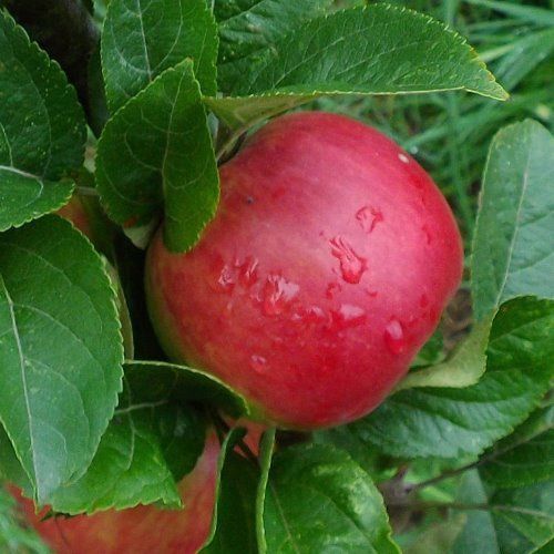 Apple Hetlina - Pb12
