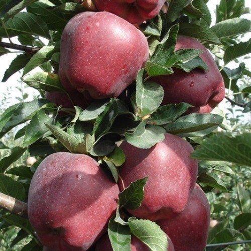 Apple Red Delicious - Pb12