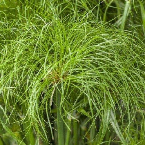 Cyperus p. Prince Tut, Papyrus - Pb12