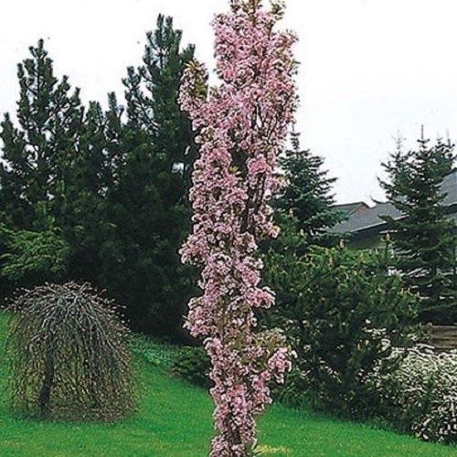 Prunus Amanogawa, Upright Cherry - Pb28 (160/170)