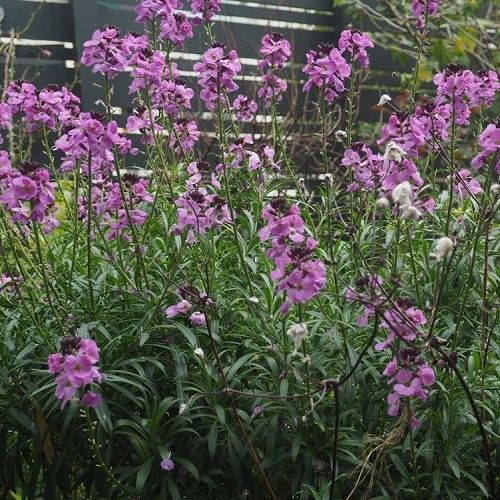 Erysimum Lilac Joy, Wallflower - Pot