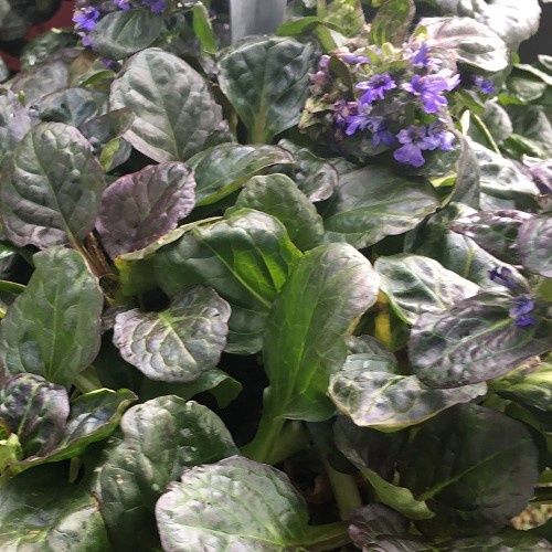 Ajuga Catlins Giant, Bugle Flower - 2.5Ltr