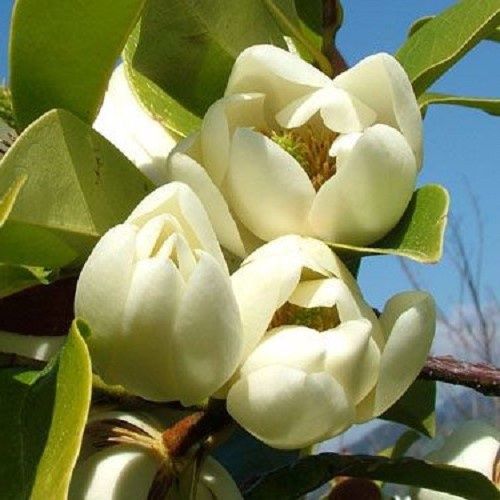 Michelia Bubbles - PB28 Standard