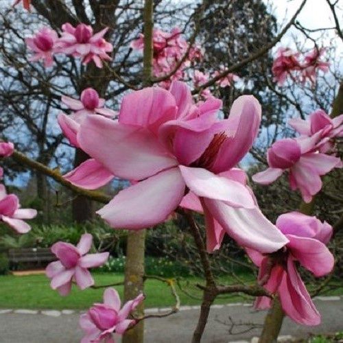 Magnolia Charles Raffill - Pb28 (1.2m/1.8m)
