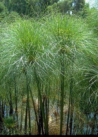 Cyperus papyrus - Pb6.5