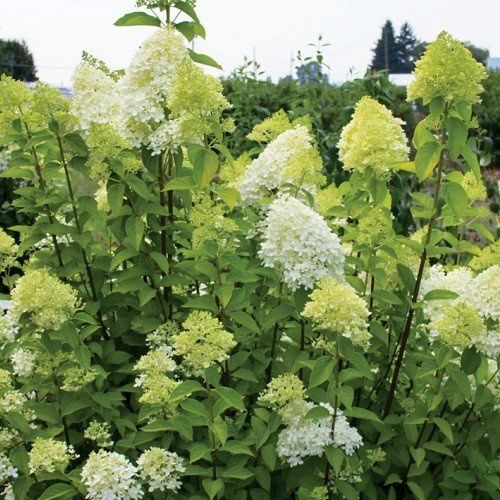 Hydrangea Limelight - 2.5Ltr