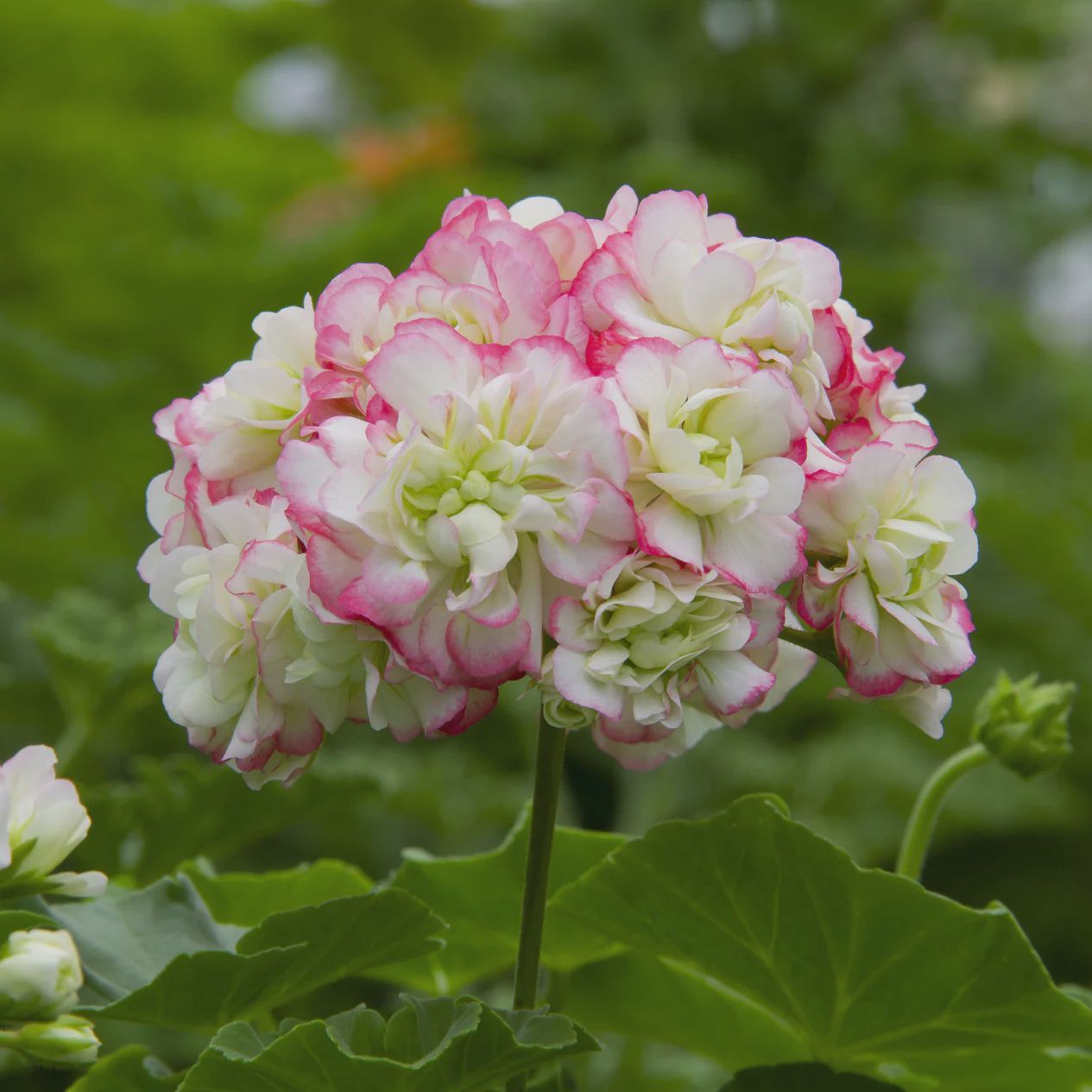 Geranium Appleblossom Rosebud