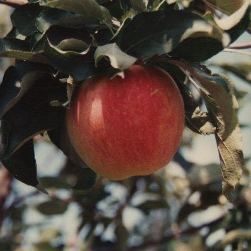 Apple Mollie's Delicious - Pb12