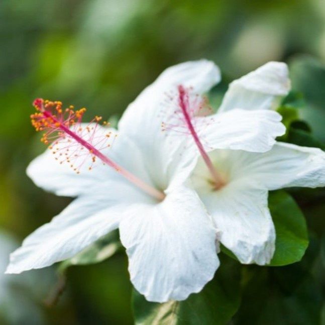 Hibiscus arnottianus - Hawaiian White