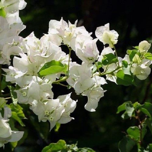 Bougainvillea - White - 2Ltr