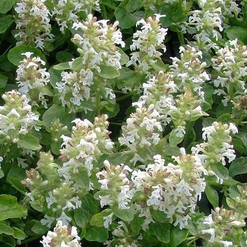 Ajuga Alba, Bugle Flower - 1.5Ltr