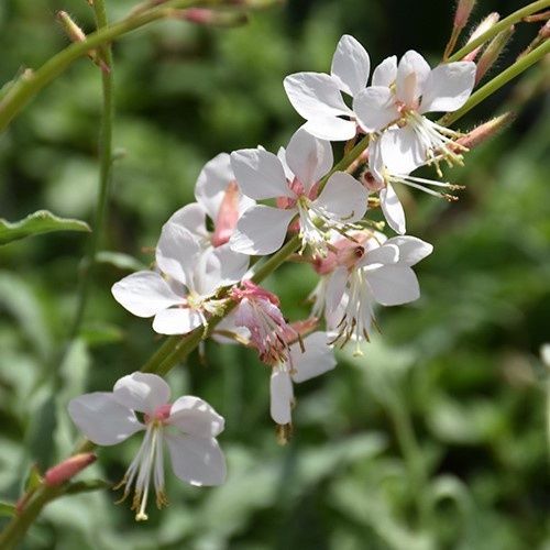 Gaura Sparkle White - Pot