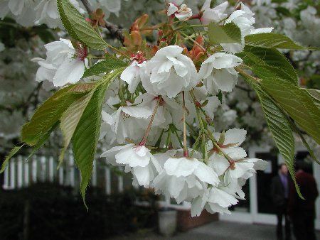 Prunus Shirotae (Mt Fuji) - 1.8M STD - 25Lt
