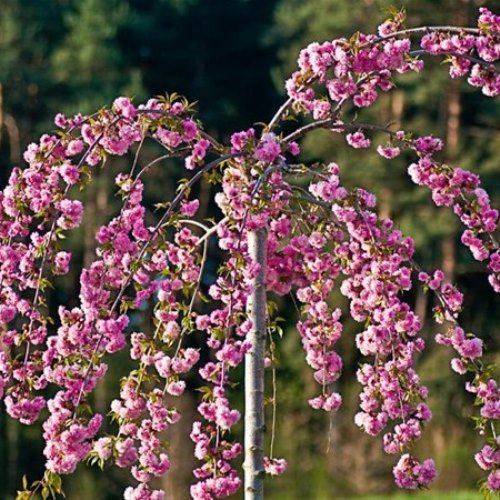 Prunus Kiku-Shidare Sakura, Cheals Flowering Cherry - 1. 8M STD