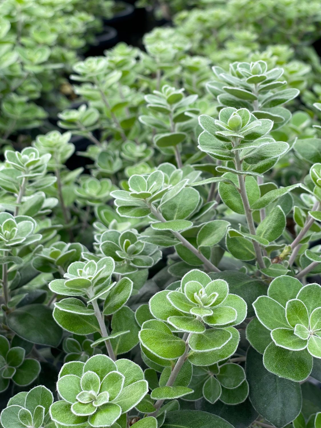 Pittosporum Pot Belly