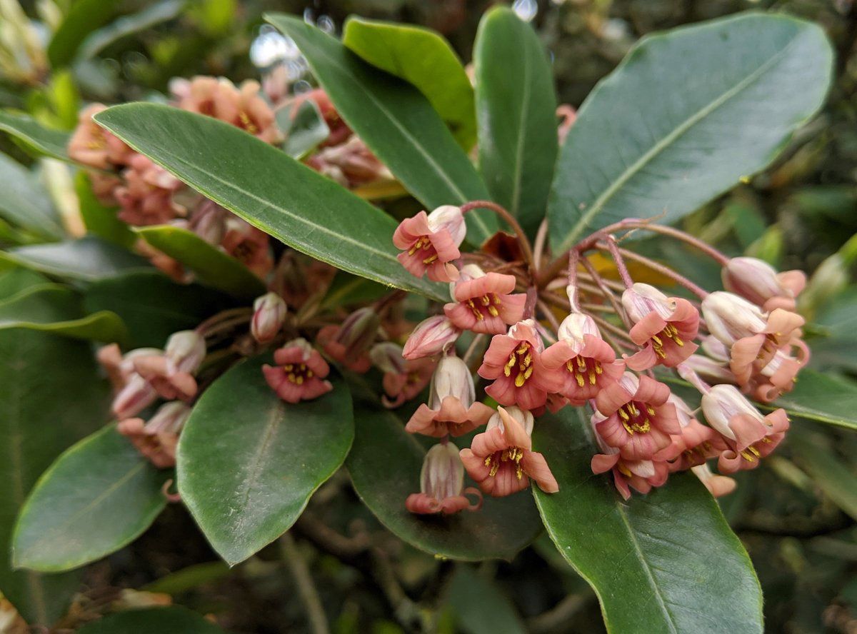 Pittosporum umbellatum