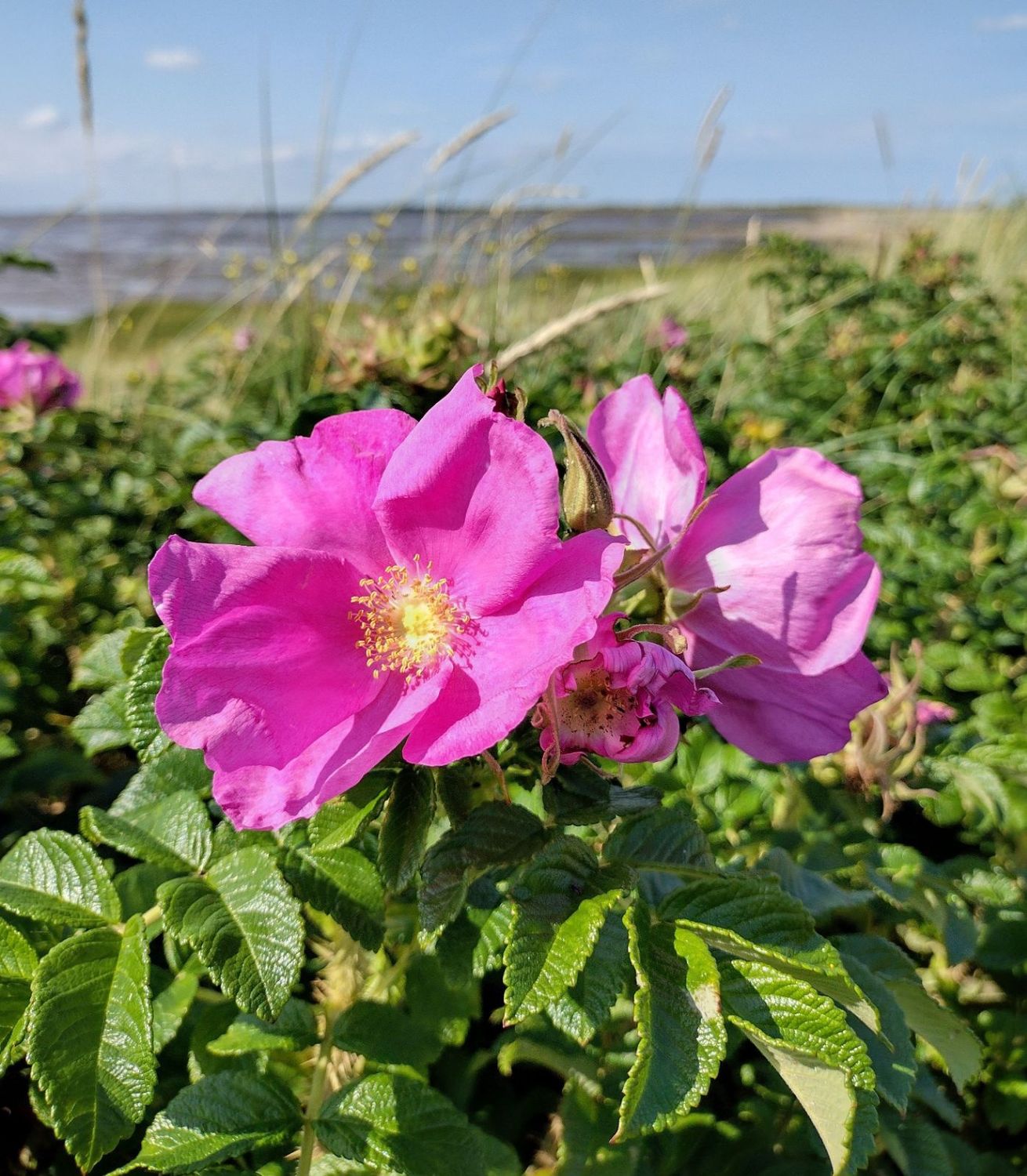 Rose rugosa