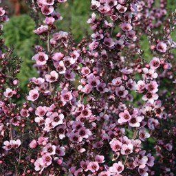 Leptospermum Wiri Sandra, Manuka - Pb5
