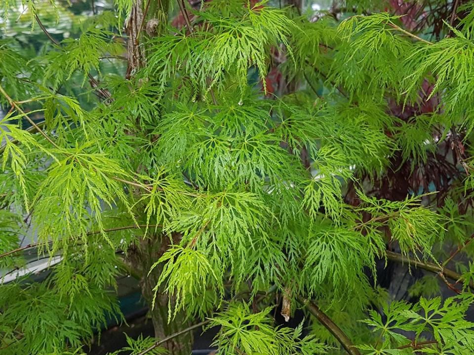 Acer p.dissectum Emerald lace