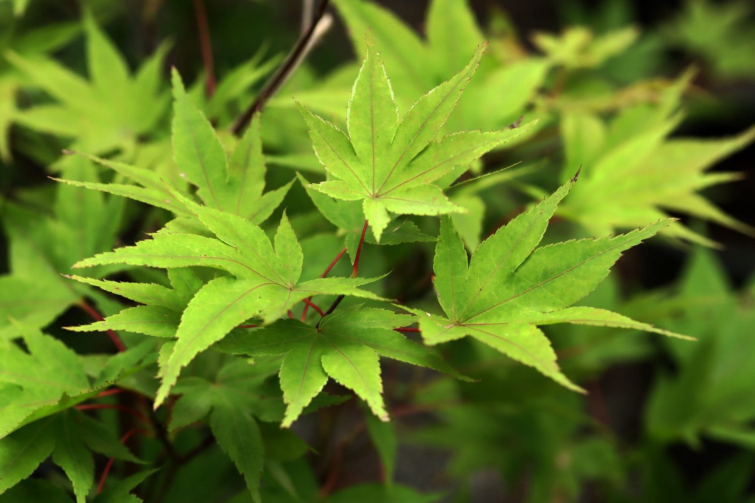 Acer palmatum Amoenum
