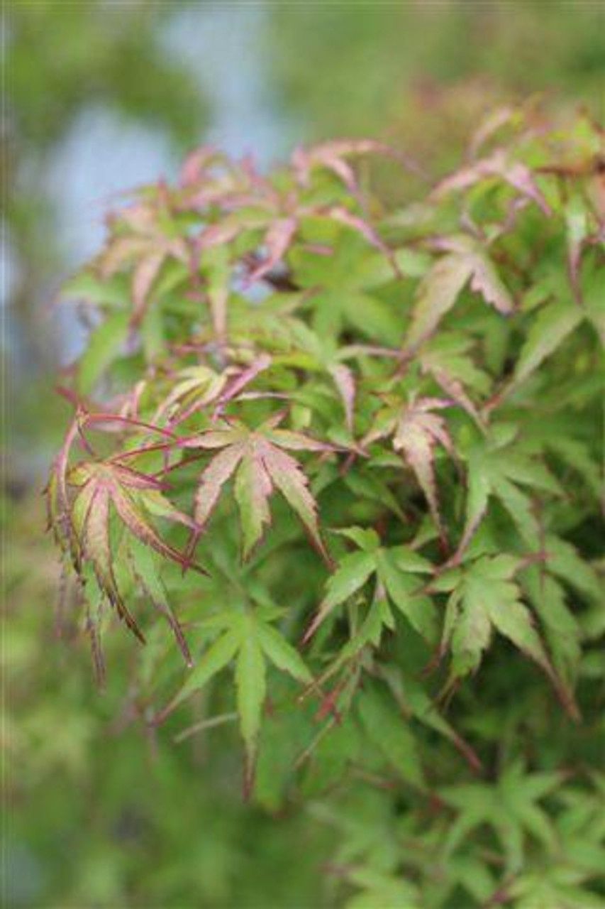 Acer palmatum Sharp's Pygmy