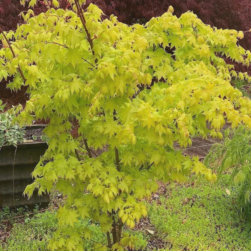 Acer palmatum Shidarva Gold