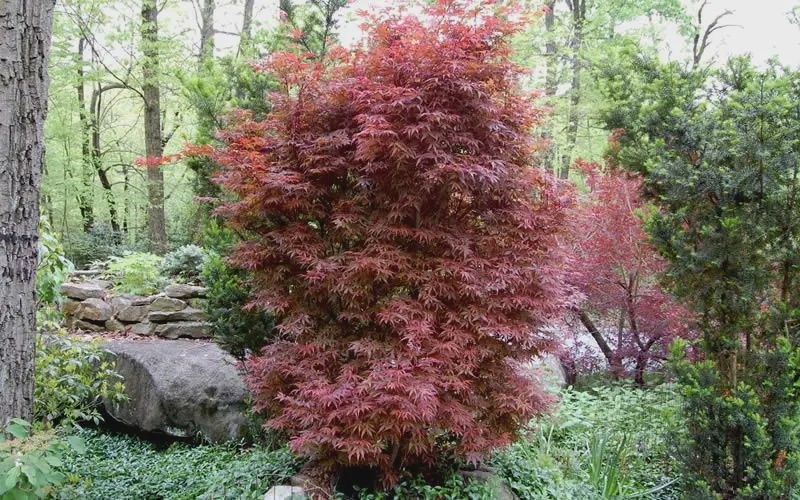 Acer palmatum Skeeters Broom