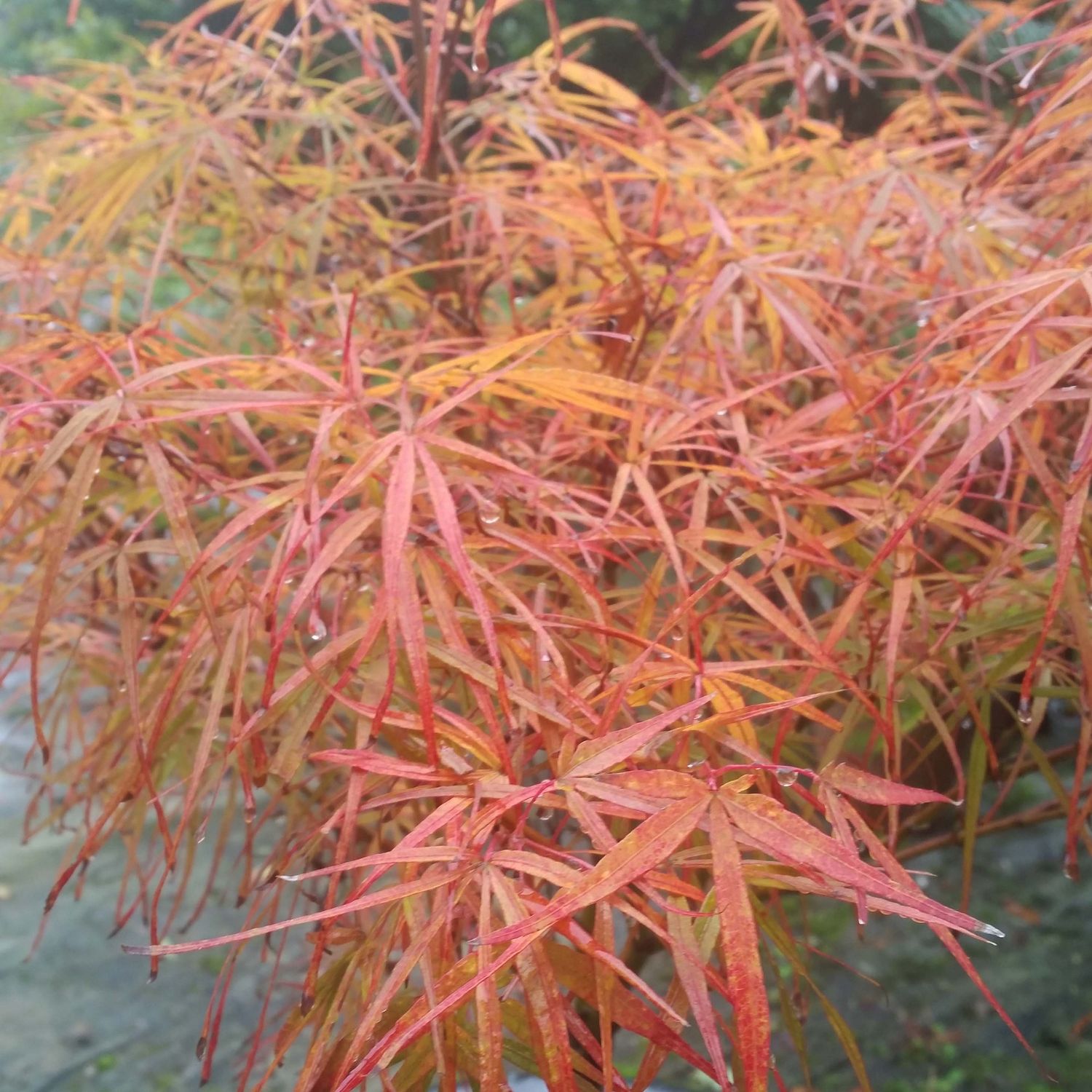 Acer palmatum Villa Taranto