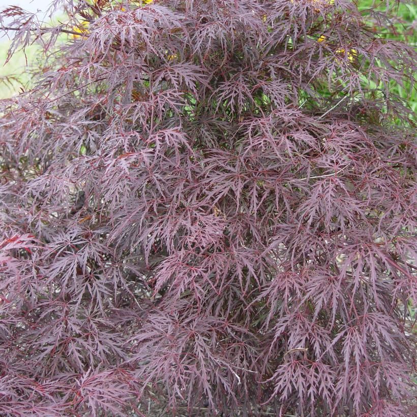 Acer Tamukeyama