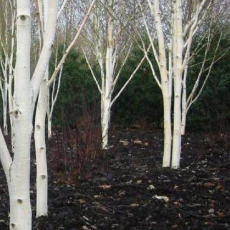 Betula jacquemontii Pb8