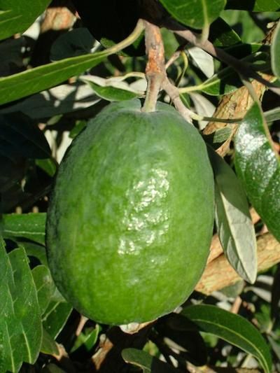 Feijoa Bretts Delight