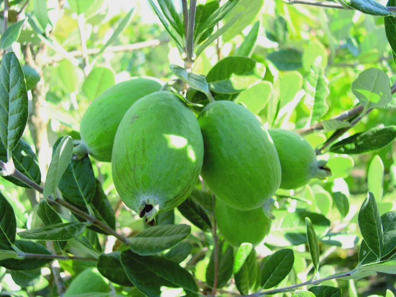 Feijoa Kaiteri