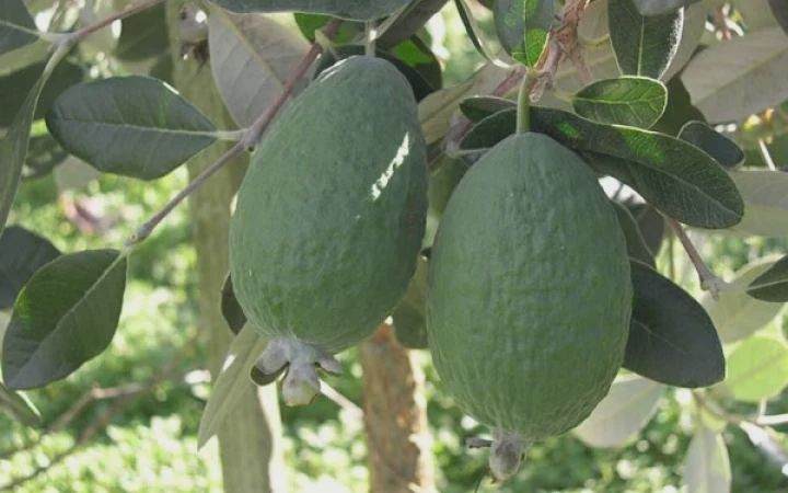 Feijoa Kakariki