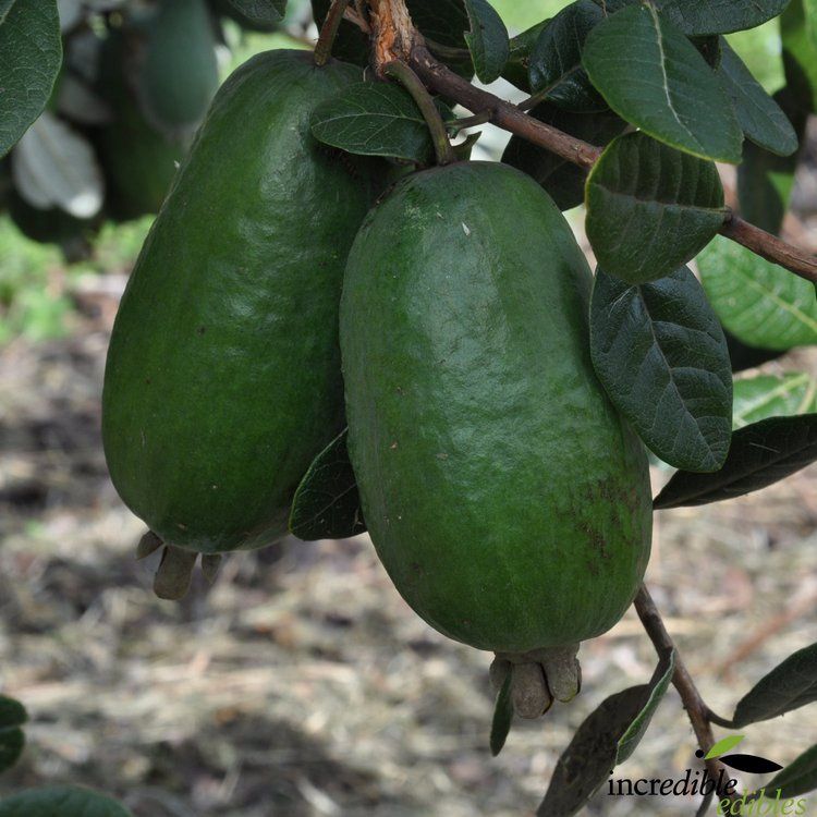 Feijoa White Goose TM