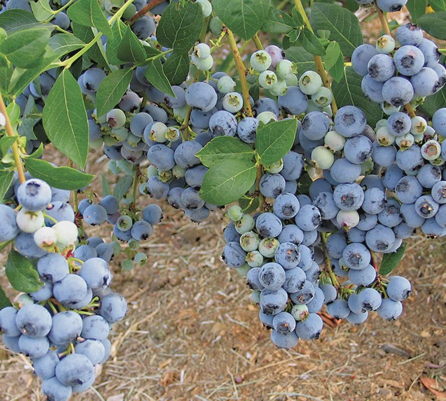 Blueberry Blue Crop