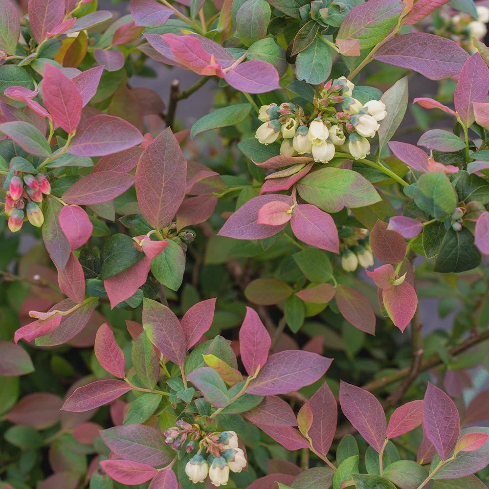 Blueberry Pink Icing