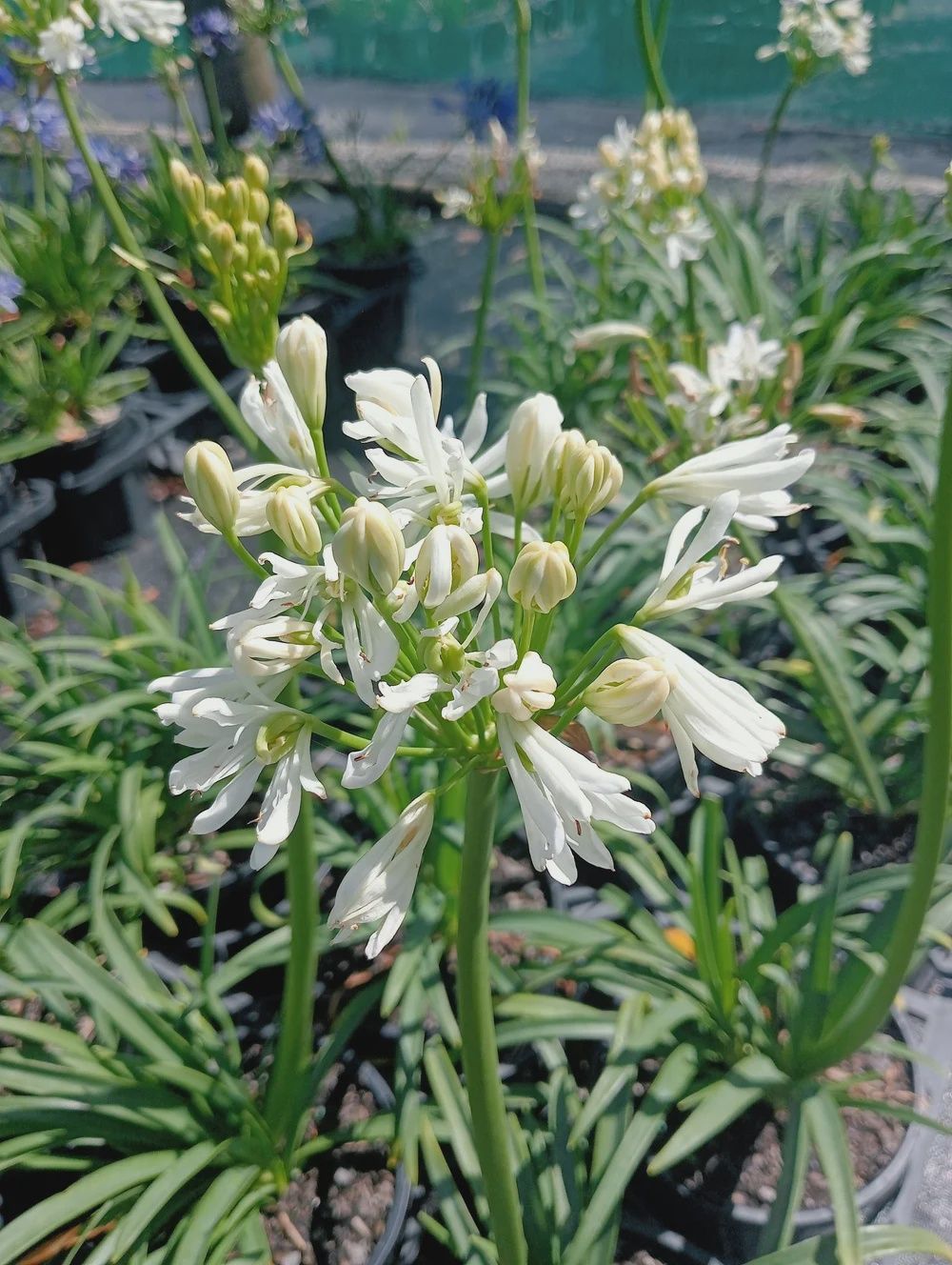 Agapanthus Finn White