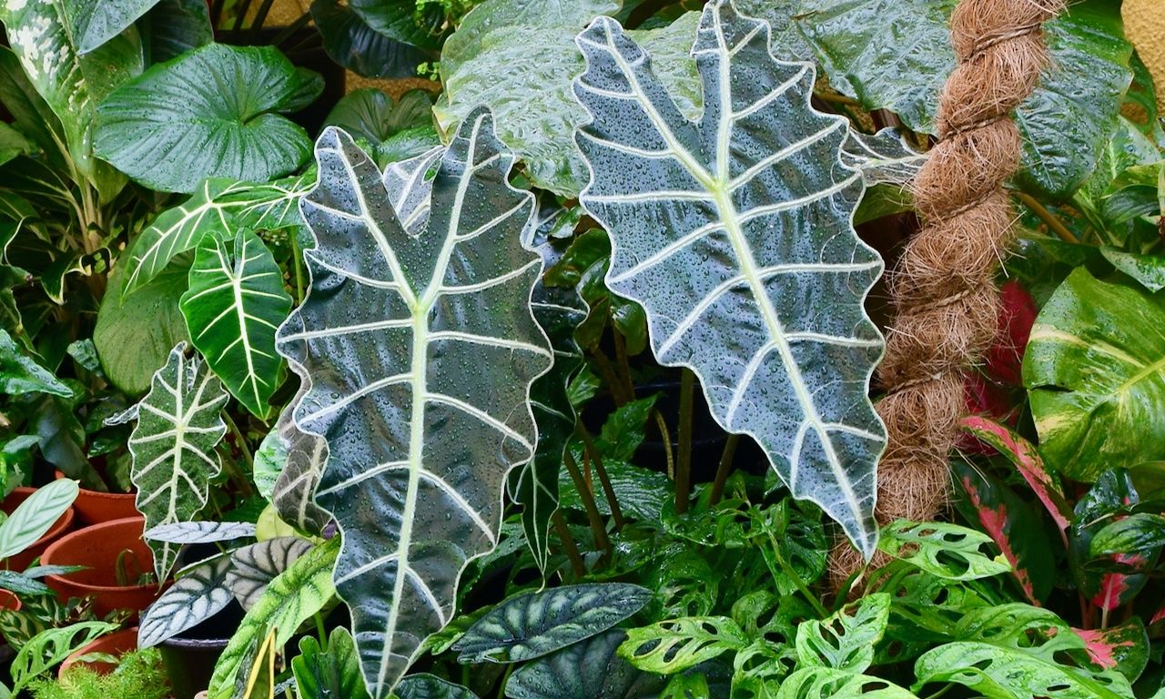 Alocasia amazonica - Pot