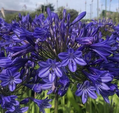 Agapanthus Storm Cloud