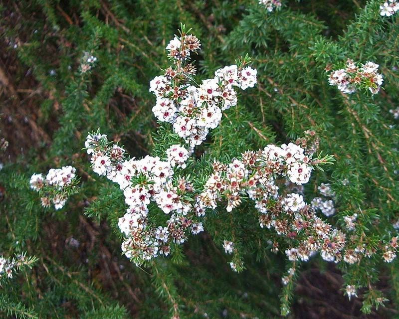 Agonis juniperina Florist Star