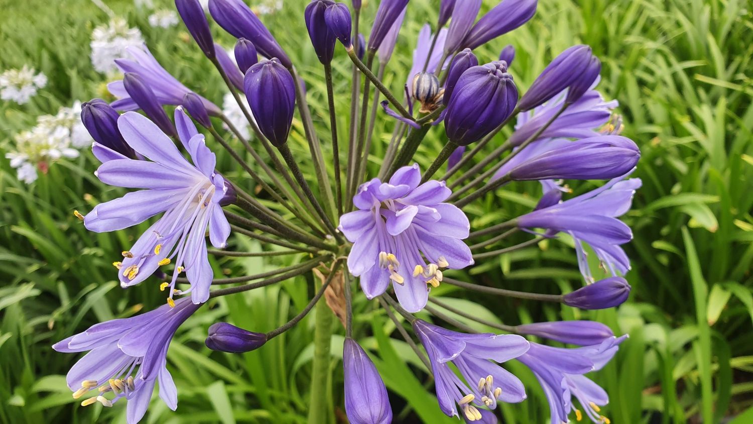 Agapanthus Tornado