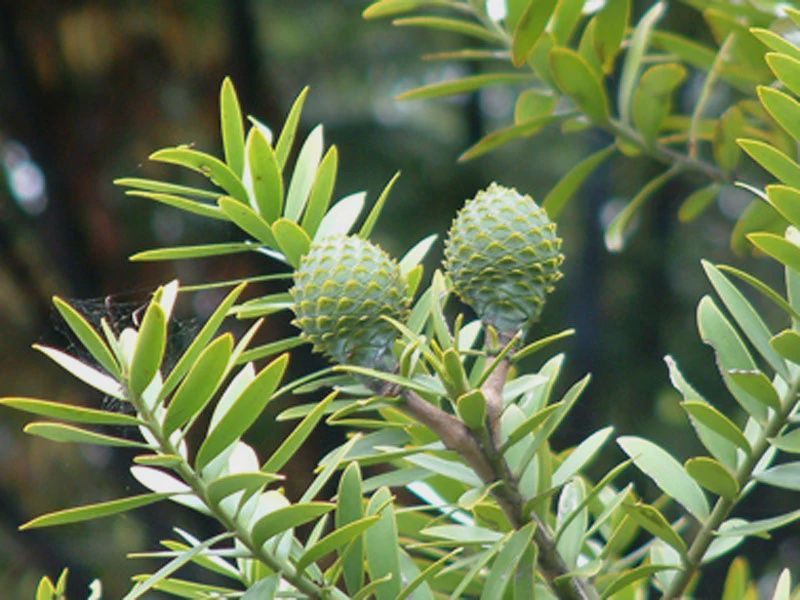 Agathis australis, Kauri - 35/45ltr (250/350)