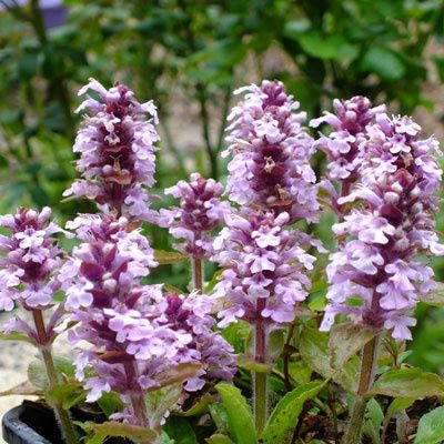 Ajuga Pink Beauty